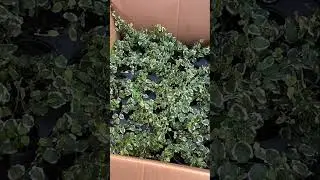 Plant Shipment Day at The Bio Dude