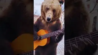 When the City Goes Quiet and the Bear Starts Playing 🎸