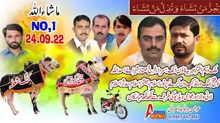 Bull Racing in Pakistan No 1 King shola te chiti kabotri Fateh jng 24-9-22
