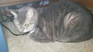 TINKER UNDER THE TABLE 😻😙❤😺🐾