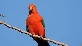 King Parrot Spotted in Port Macquarie | Amazing Australian Native Birds | Visit Stunning King Parrot