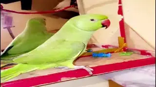 My Talking Parrot || Speaking In My Room