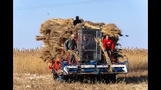 Nádaratás Újsolton.