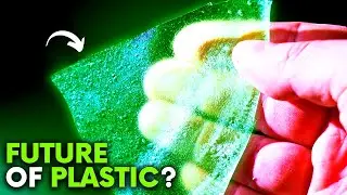 Могут ли водоросли стать будущим пластика?