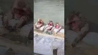 Why Do Snow Monkeys Bathe in Hot Springs? #youtubeshorts #trendingshorts #shortvideo