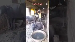 Mini Dairy Farm To Big Dairy Farm Struggle 🥰 #shorts #dairy #dairyfarm #trending #viral