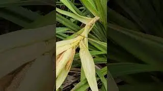 Pandanus flowers
