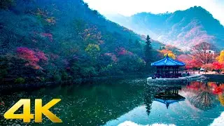 4k beautiful nature scenery | jungle &bull; mountain | the world of pets and wildlife animals