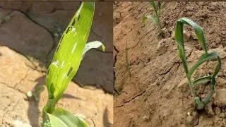Baharia makkai pe Shoot fly or Fall army worm ka attack