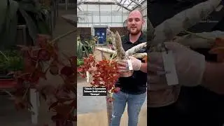 Horticulturist shares an #Orchid from our collection. #OrchidCollection #BotanicalGarden