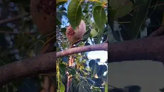 Fruta de la  Caoba #youtubeshorts #plant #jardin #floweringplant #tropical