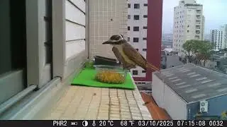 401º vídeo: bem-te-vi/ great kiskadee - Pitangus sulphuratus
