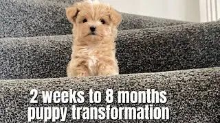 Puppy to Fully grown adult Maltipoo dog. 2 weeks to 8 months old puppy adult dog video compilation 🐾