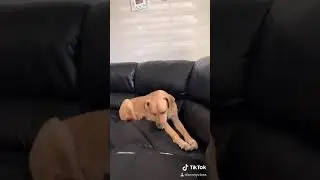 Dogs Squeaky toy reaction