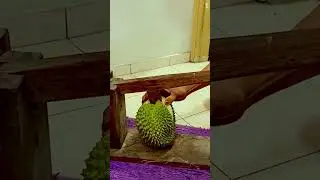 Alat unik yang dapat digunakan untuk mengupas durian dengan sangat mudah #shorts