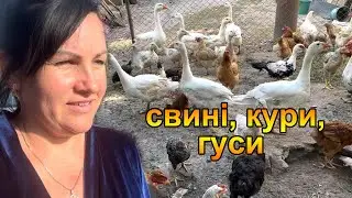 Життя в селі на Чернігівщині. Господарство-свині, кури, гуси