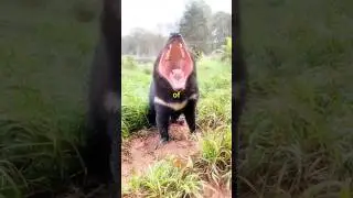 Animals You NEVER Want to Mess With! ⚠️🐆 #animals #shorts #wildlife