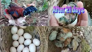 #hen laying 14 eggs #12 hatching# remain 2#happy chicken farm vlog