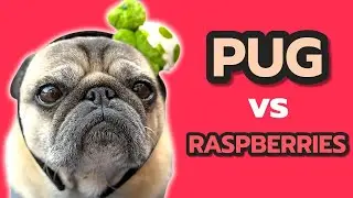 This Pug Goes CRAZY for Raspberries | Cutest Barking Ever!