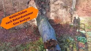 Waldsch&auml;den ohne  Ende -  Eine Analyse der Situation aus dem hessischen Forstamt Reinhardshagen