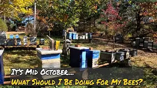 It's Mid October..... What Should I Be Doing With My Bee?