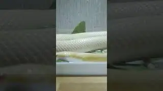 nag snake 🐍 कोबरा #whatsappstatus #health #hindi #status #tiktok #tips #trending #youtube