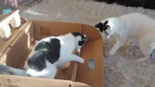 Snowball and Nibble soft playing.