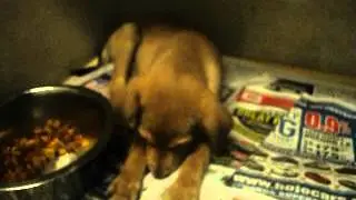 Video of adoptable pet buster