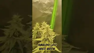 #Grow #Cannabis Bl&uuml;tewoche 6. Der Himalaya Gold White Widow die Bl&uuml;t wachsen 😏🌱