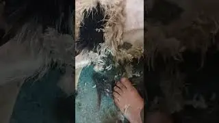 طريقه قص الاغنام اول مره بطريقه صحيح جز صوف الغنام