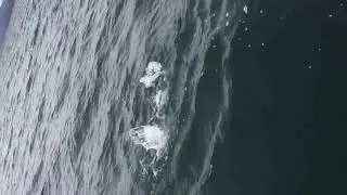Fishing video lake trout at Fish Lake Utah..