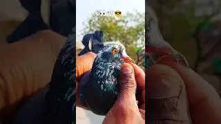 Kala Mukha 🕊️😱🔥 #shortvideos #pigeon #kabootar #shorts #shortsviral #shortsfeed #shorts