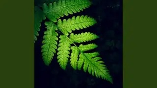 Opalus24 Records - Ocean Whisper Waltz ft. Opalus24 Records