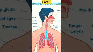 IMPORTANT DIAGRAM CLASS 10 SCIENCE PART -1 #digestivesystem #humancirculatorysystem #boardexam2026