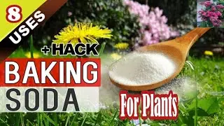 Baking soda for plants. Benefits of Baking soda |Tips and tricks. #trending #garden #diy #shortvideo