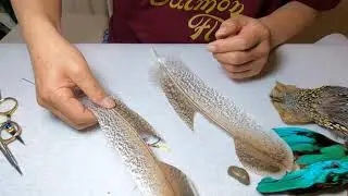 Fly tying - Under wing  ( Mottled Turkey wing )