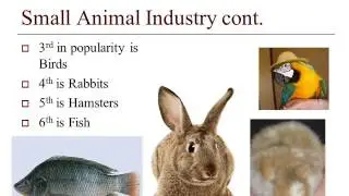 Introduction to Small Animal Care