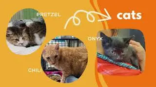 Rockwall Animal Shelter Available Pets