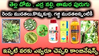 Best Agro Life 🧬 Products Using BestMan + Ronfen Chilli Crop Good Results 💥