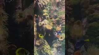 #aquarium #music #ringtone #foryou #fishlover #larochelle #fyp