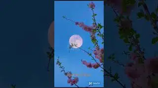 The master piece of Kishore Kumar #nature #mystic vibes of nature