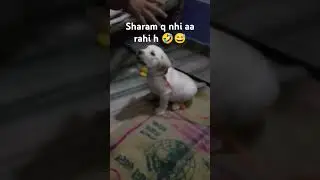 sharam q nahi aa rahi h 😅🤣 #dogesh #funny #cutepet #comedy #fun #like #share #comment #subscribe