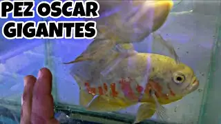  MILES DE PECES EN ESTE CRIADERO - 2DA parte