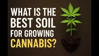 Soil Science Secrets: Unlock Growth for Cannabis Plants