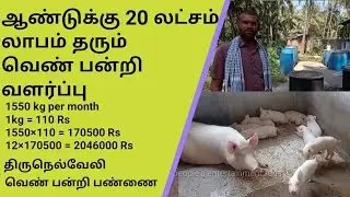 Earn 20 lakhs per year || How to start, maintain white Pig farm || Tirunelveli