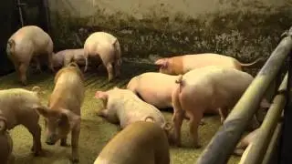 Gode resultater hos smågris og slaktegris
