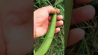 Harvesting Ridge Gourd Like Never Before! Unique Style That'll Surprise You 🌿 #shorts