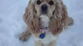 Lizzie the Cocker and Harley the Pug Fetch In the Snow