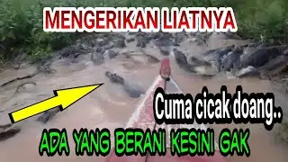 Komunitas terbesar buaya di dunia bikin ngeriii...