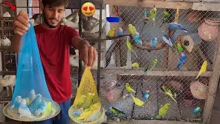 Parrots Colony Main Or Boht Sary Budgies Parrots Aa Gay😍|| Hammad Pet House